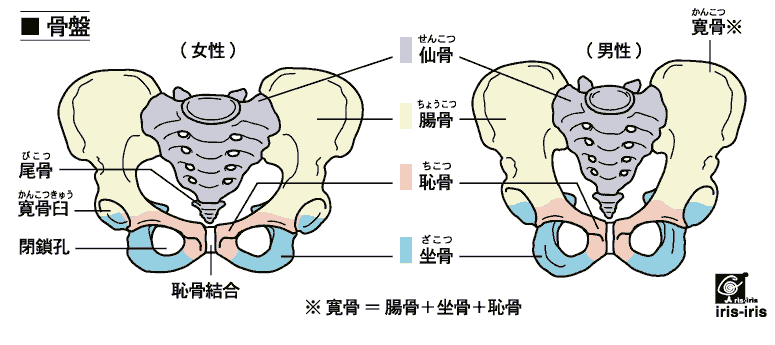 骨盤