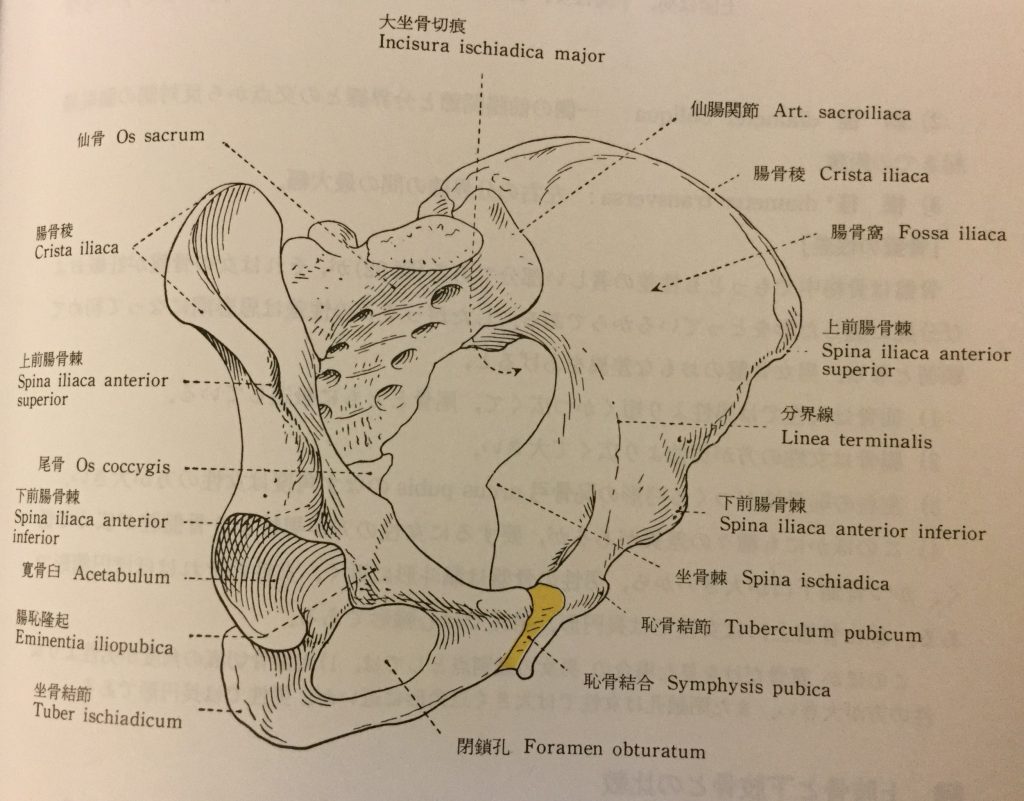 骨盤の構造